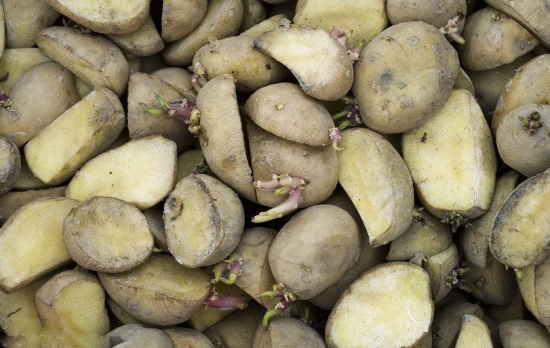 土豆栽培技术：应在土质疏松的土壤或沙壤上种植