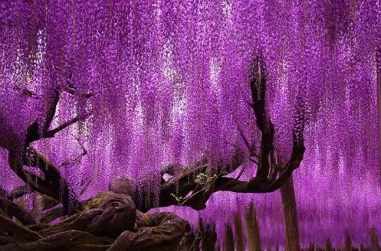 日本百年紫藤