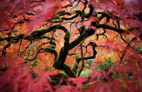 波特兰日本枫树