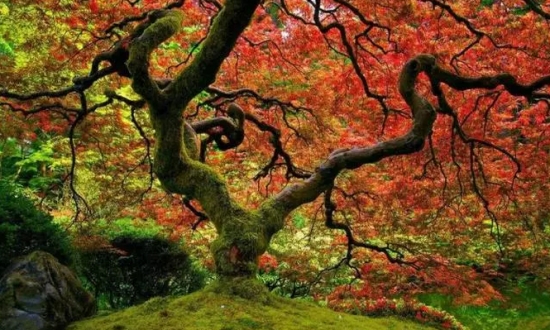 世界上最美的10棵树