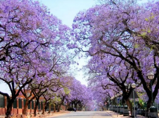 南非紫薇花