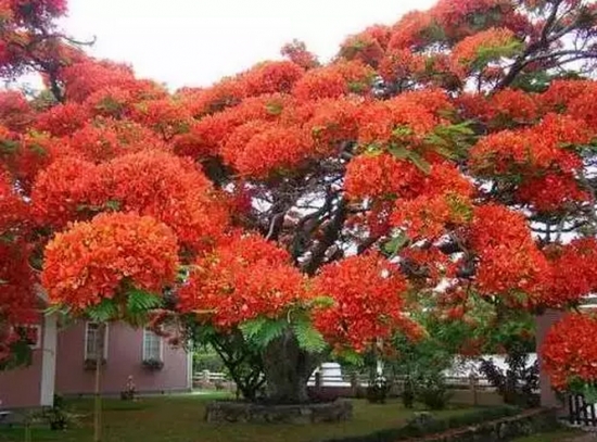 巴西凤凰木