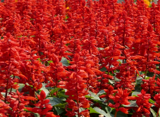 一串红什么季节开：一串红的花期是5月份到11月份