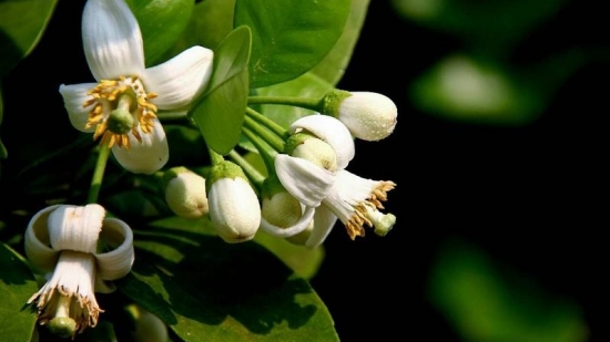柚子花花期：花期短，一般在3月下旬至4月下旬开放