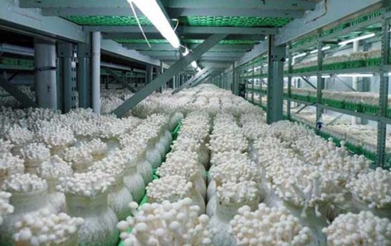 金针菇的种植技术：培养金针菇条件包括营养、水分、空气、温度、光线和酸碱度。