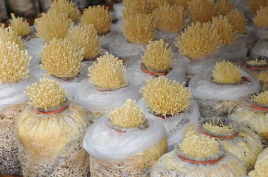 金针菇的种植技术：培养金针菇条件包括营养、水分、空气、温度、光线和酸碱度。