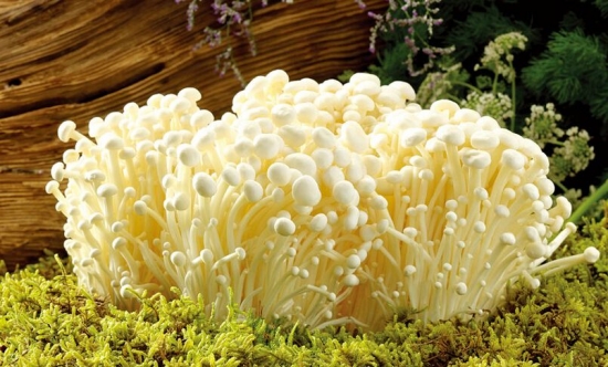 金针菇的生长环境