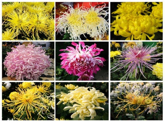 菊花是什么 菊科 菊属多年生宿根草本植物 中国十大名花之一 花语网