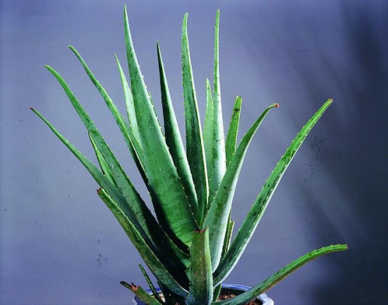 卫生间摆这10种植物，能杀菌除湿，去异味