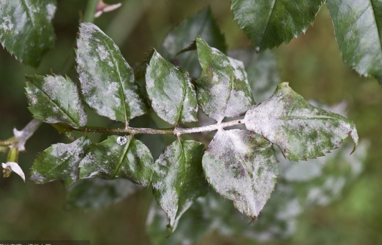 月季白粉病怎么治：早春发芽前喷波美3～4度石硫合剂，可消灭芽鳞内越冬的病菌。