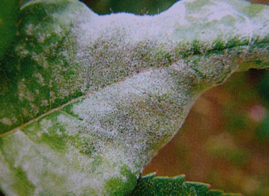 月季白粉病怎么治：早春发芽前喷波美3～4度石硫合剂，可消灭芽鳞内越冬的病菌。