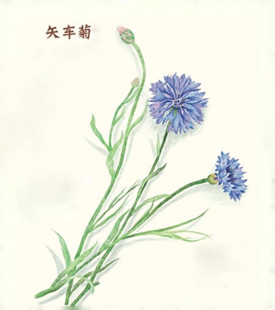 矢车菊是什么：矢车菊为菊科矢车菊属的二年生或多年生草本植物