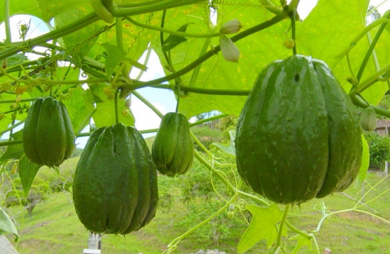 佛手瓜的做法：原产墨西哥，现在中国江南一带有种植。口感清脆，营养丰富