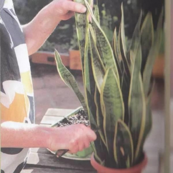 20种常见植物的扦插方法