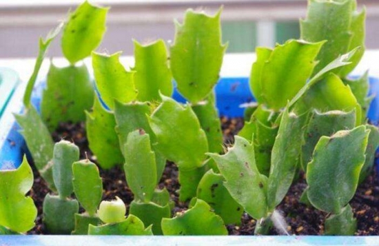 20种常见植物的扦插方法