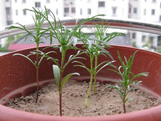 波斯菊什么时候播种：波斯菊常采用的播种的方式繁殖，在每年的4月份或10月份进行播种