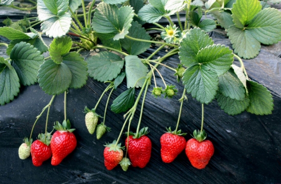 草莓品种有哪些：中国自主培育和从国外引进的新品种有200-300个