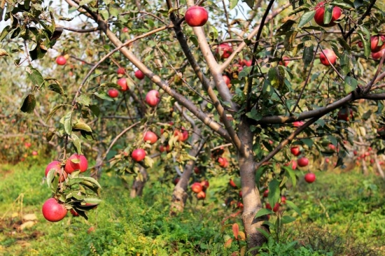 苹果树栽培技术