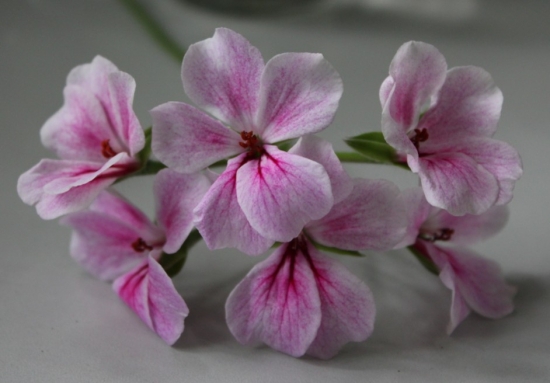 天竺葵花为什么会变色：天竺葵的花色可随土壤的pH值的改变而改变