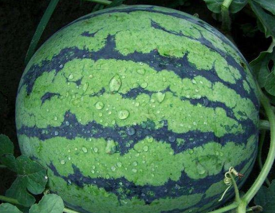 西瓜种子种植：播种一般在3~5份进行，但以3月份最佳