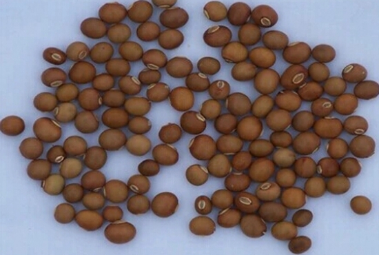 四棱豆种植：南方在3-6月均可播种，北方则在6月左右。大棚温室一年四季均可播种