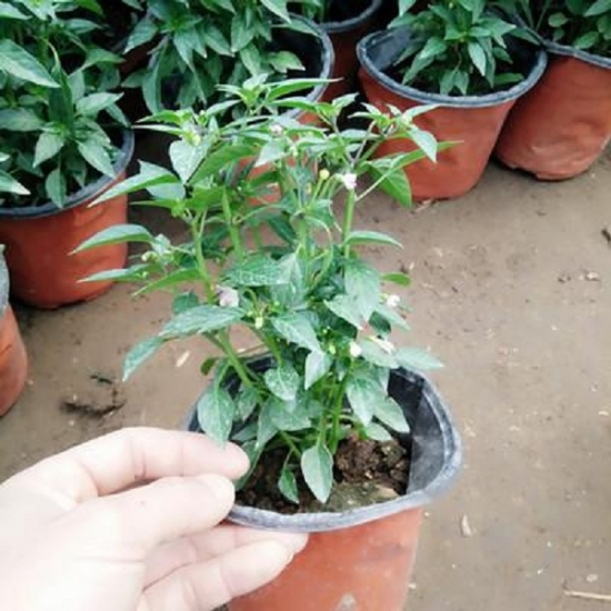 七彩椒种植技术