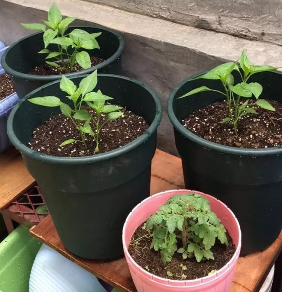 七彩椒种植技术：七彩椒一般采用播种种植，大约3个月即可结果
