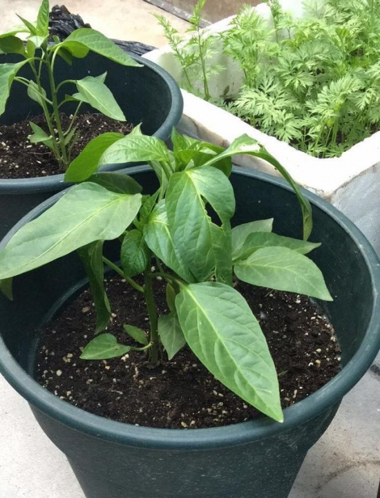 七彩椒种植技术：七彩椒一般采用播种种植，大约3个月即可结果