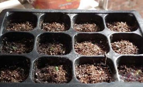 花毛茛种子怎么种植：花毛茛种子发芽最佳温度为10-15℃，一般选择10月份进行播种