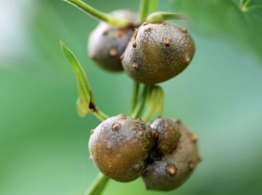 山药豆怎么种：山药是无性繁殖的，很多时候都是靠地下块茎进行繁殖