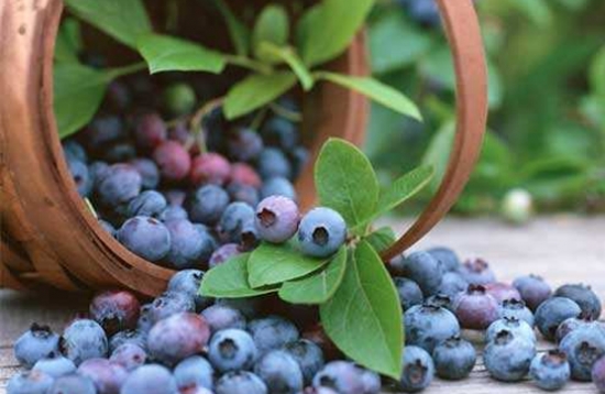 蓝莓种植技术"