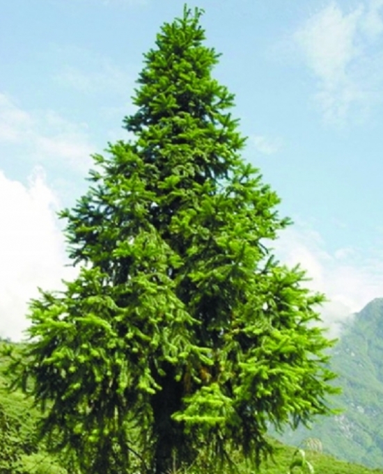 圣诞树是什么：一般常绿、直立、树形呈三角形的树种都可以装饰成圣诞树