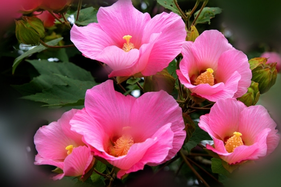 芙蓉花的花期 一般在8月 11月间 花语网