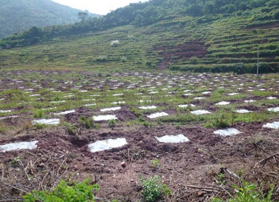 青枣种植技术：青枣宜选择优良品种种植，要求砂壤土，土层深厚，排灌方便