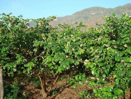 青枣种植技术：青枣宜选择优良品种种植，要求砂壤土，土层深厚，排灌方便