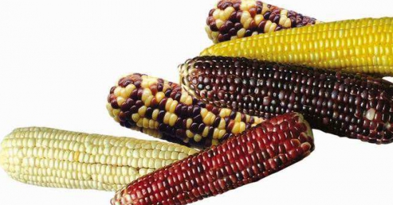 糯玉米是转基因的吗？