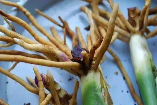 紫药水养花