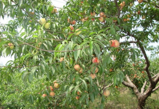 水蜜桃树