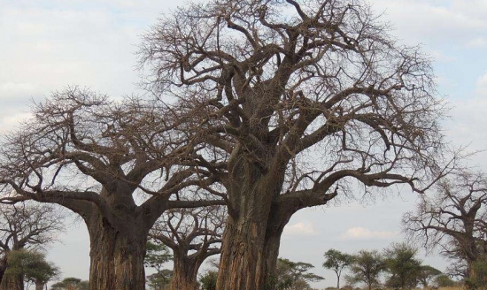 什么是猴面包树：猴面包树又叫波巴布树、猢狲木或酸瓠树，大型落叶乔木