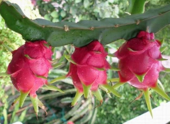 火龙果扦插繁殖：扦插的时间一般在春、秋两季都可以