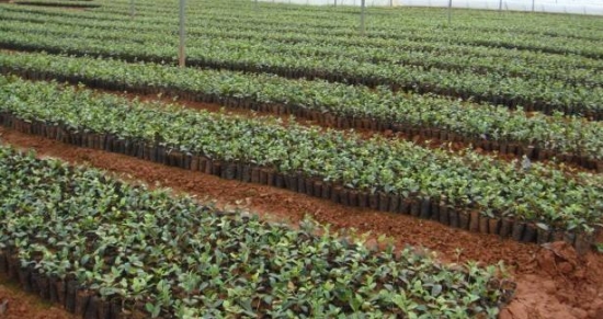 油茶苗培育技术：油茶种子的播种分春播和秋播，秋播最好在11月进行