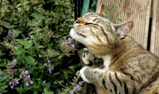 猫薄荷是什么：猫薄荷也叫樟脑草，有强烈的气味，对猫有很强吸引力