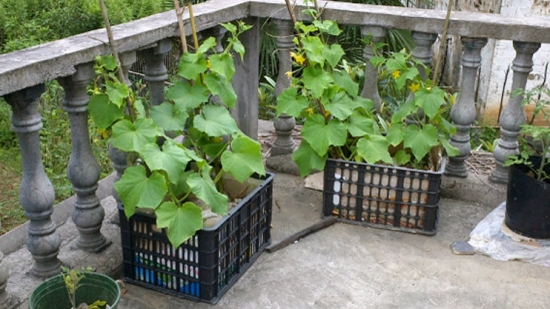 阳台黄瓜种植技术