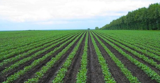 绿豆栽培技术：绿豆适应性很强，在一般砂土、山坡薄地、黑土、粘土均可生长