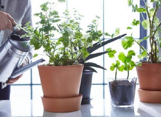 常见的8种错误盆栽养护方法