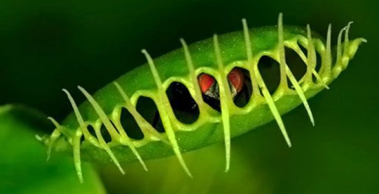 捕蝇草是什么：原产于北美洲的多年生草本食虫植物