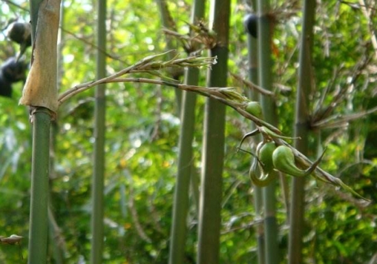 竹子也能长出浆果吗：全世界能结浆果的竹子只有梨竹和小梨竹