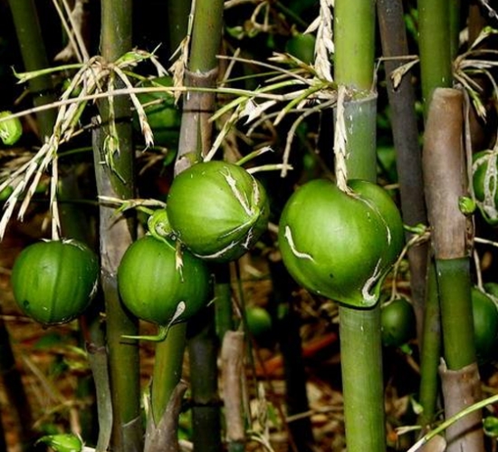 竹子也能长出浆果吗：全世界能结浆果的竹子只有梨竹和小梨竹