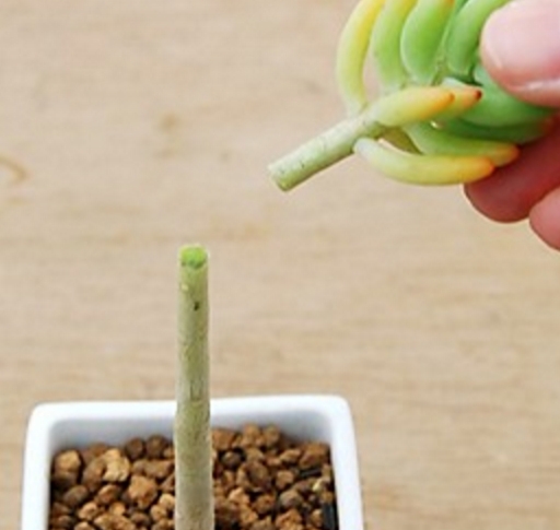 12种常见的盆栽修剪方法