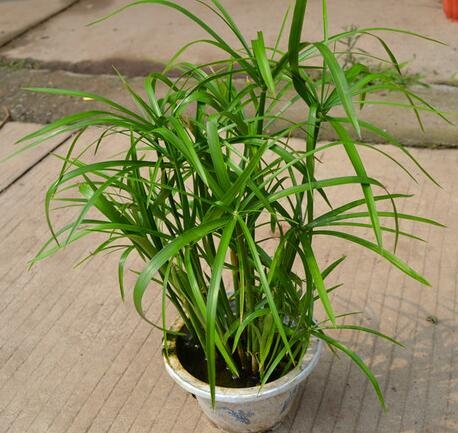 水竹养护与繁殖方法